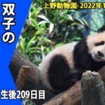 【最新映像】双子のパンダ（１月１７日撮影）
