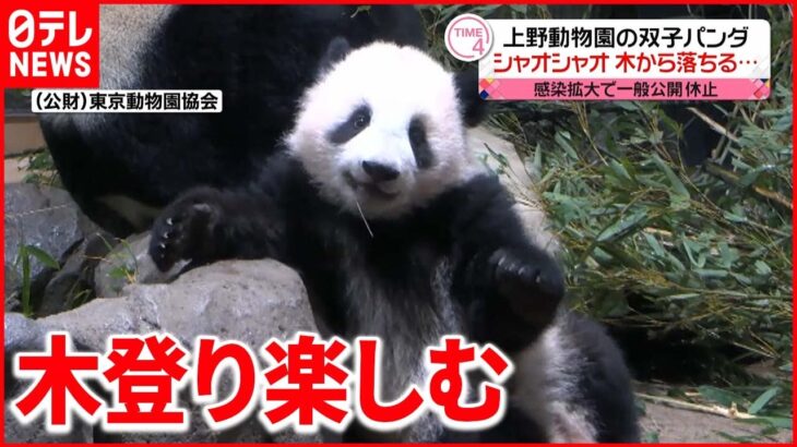 【双子パンダ】シャオシャオ 木から落ちる… 最新映像