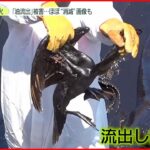 【トンガ】大規模噴火…ペルーで原油流出被害も