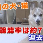 全国の犬・猫、殺処分は過去最少。譲渡率は過去最高に。【マスクにゃんニュース】