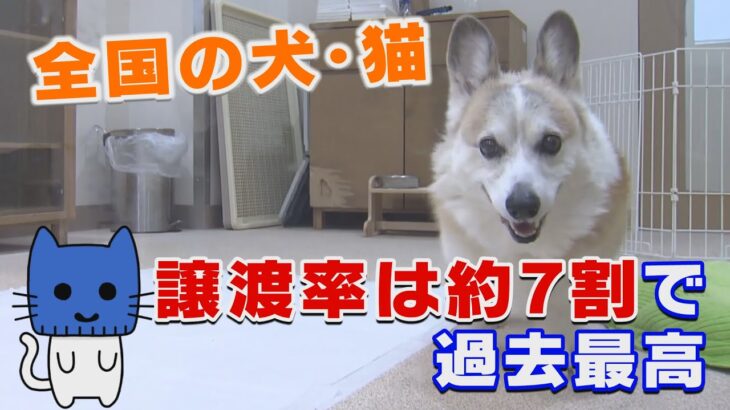 全国の犬・猫、殺処分は過去最少。譲渡率は過去最高に。【マスクにゃんニュース】