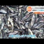 鹿児島 ブリの稚魚が大量死、トンガ噴火影響か