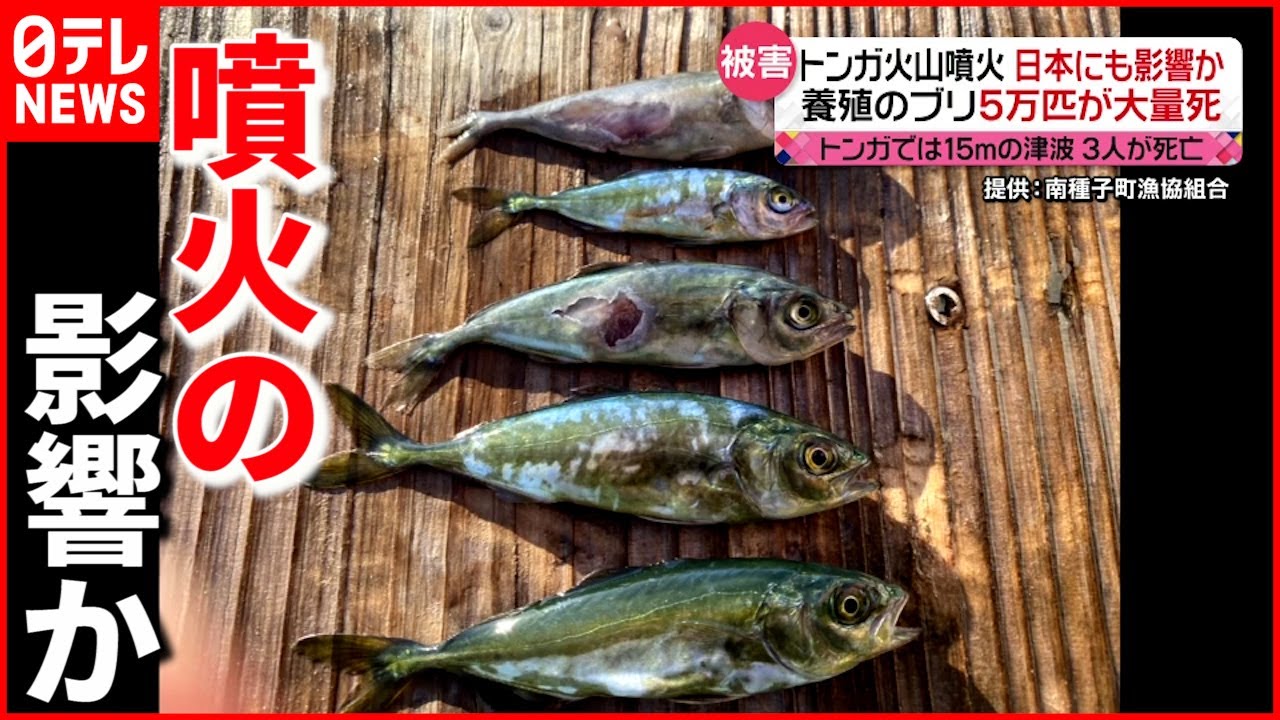 【トンガ】養殖ブリが大量死 噴火の影響か 鹿児島