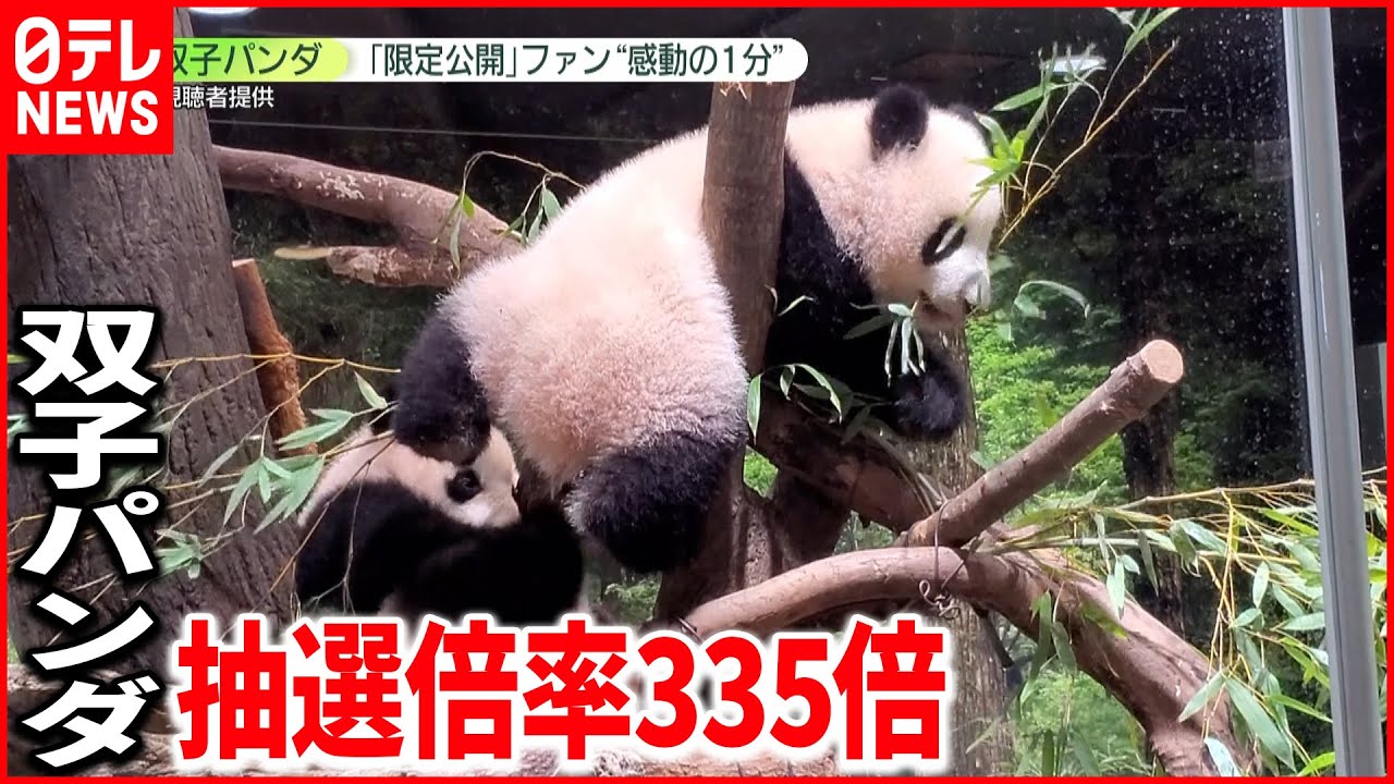 【感動】双子パンダ“335倍”抽選勝ち見た人は