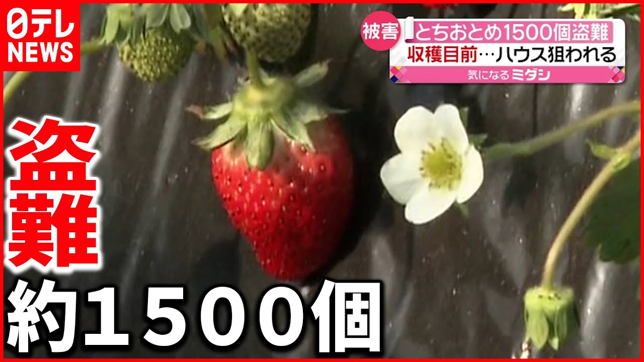 【盗難】収穫目前で…”とちおとめ”約１５００個盗難