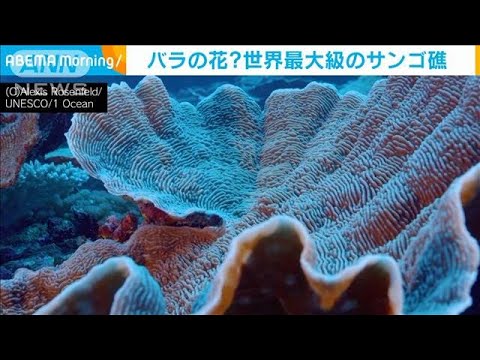 まるでバラの花・・・世界最大級のサンゴ礁　タヒチ沖で発見(2022年1月21日)