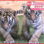 【驚き】ダミ声？ 双子の赤ちゃんトラ “意外な鳴き声”とは…