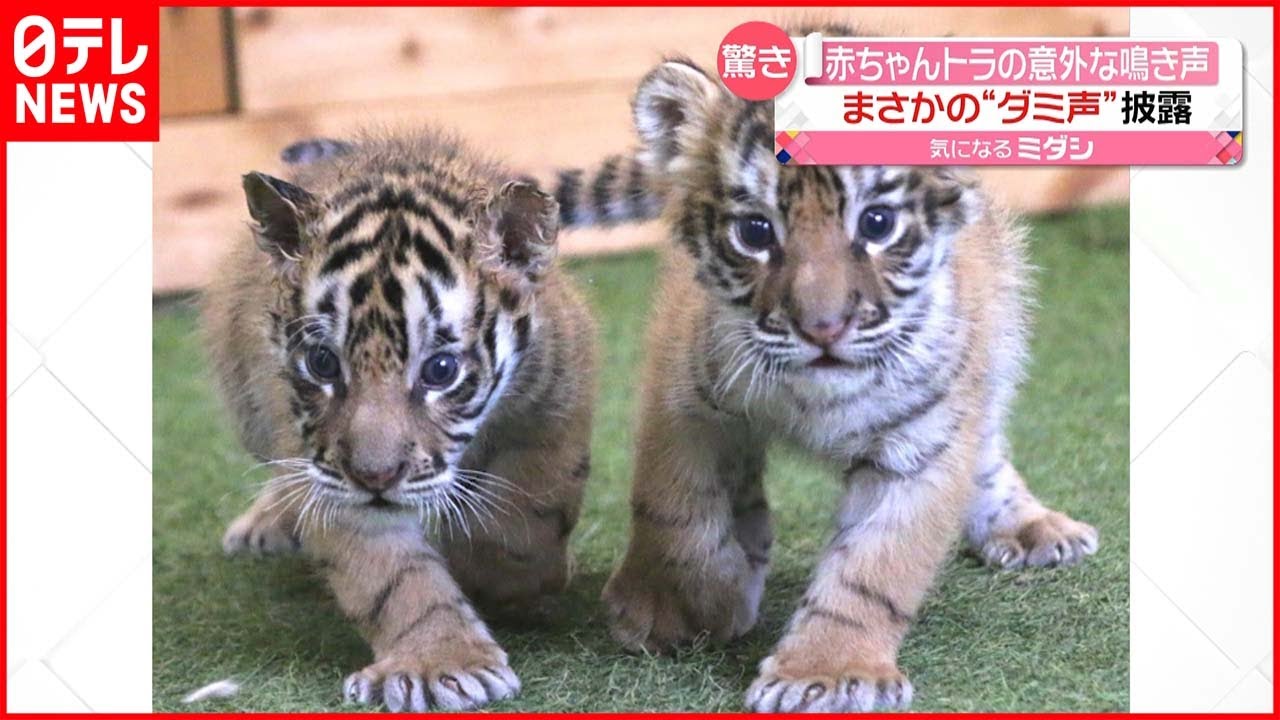 【驚き】ダミ声？ 双子の赤ちゃんトラ “意外な鳴き声”とは…
