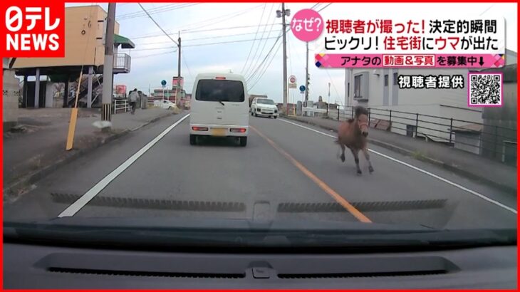 【驚き】なぜ？ 道路を”ウマ”が疾走！　大分