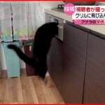 【驚き】猫がグリルに飛び込み！ サケの匂いに誘われて？