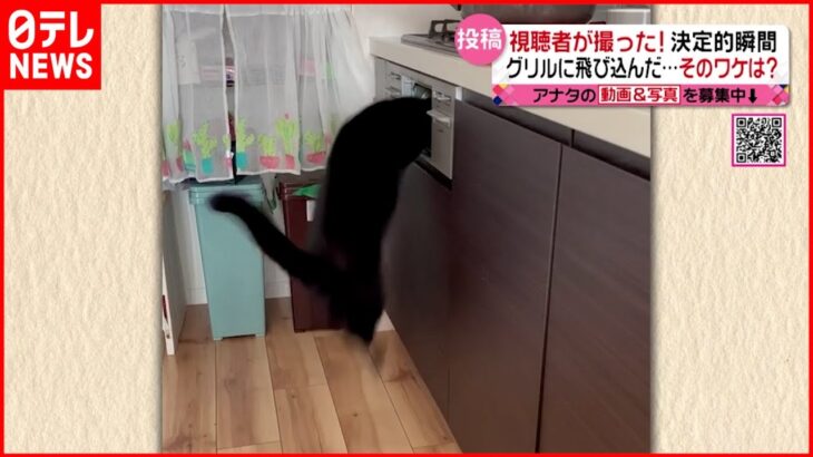 【驚き】猫がグリルに飛び込み！ サケの匂いに誘われて？