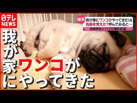 【犬】独身男性とパグの撮影記録…初めてのお留守番で仰天行動！ 「我が家にワンコがやってきた」　『news every.』18時特集