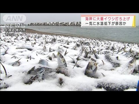 海岸に大量のイワシ打ち上げ　厳寒が原因か　北海道(2022年1月23日)