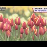 季節を“勘違い”　真冬に咲く「アイスチューリップ」見ごろ　大阪・吹田市の万博記念公園