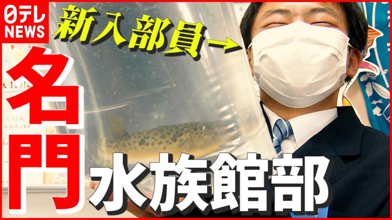 【夢は水族館の飼育員】“さかなクン”から入学祝いも！ ユニークな名門・水族館部に2人の新入部員　愛媛・長浜高校　NNNセレクション