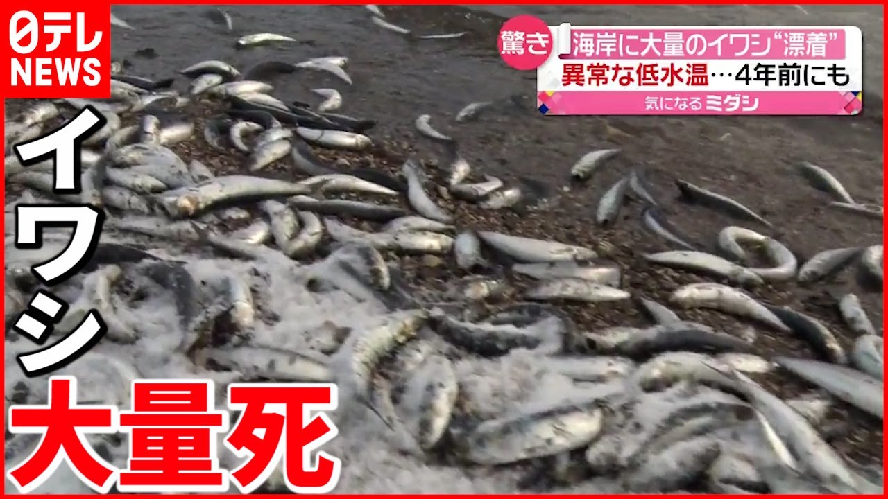 【ナゼ？】大量のイワシ打ち上がる 水温が原因か 北海道