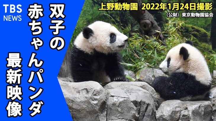 【最新映像】双子のパンダ 食べ物への興味も？竹をカミカミ（１月２４日撮影）