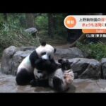 上野動物園の双子パンダ きょうも活発に動き回る