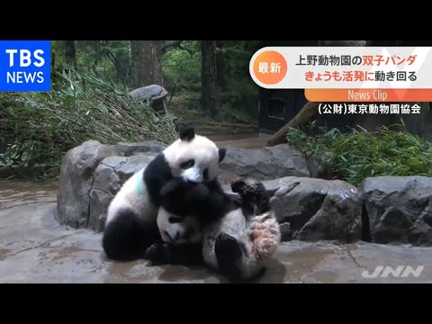 上野動物園の双子パンダ きょうも活発に動き回る