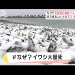 大量のイワシが北海道の海岸に・・・水面下で起きた異変とは？(2022年1月26日)