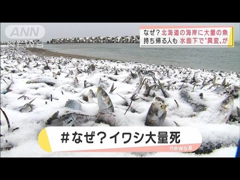 大量のイワシが北海道の海岸に・・・水面下で起きた異変とは？(2022年1月26日)