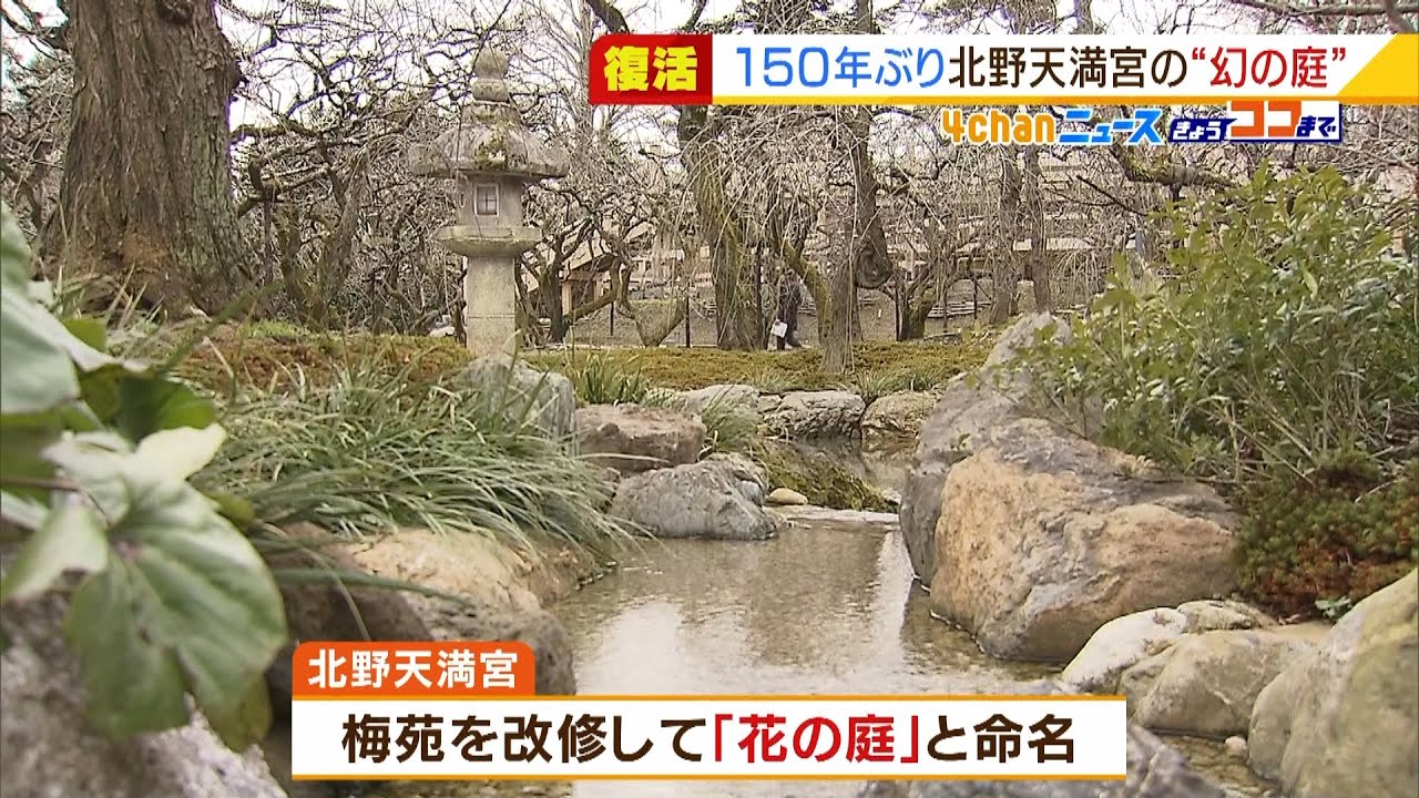 北野天満宮にあった「花の庭」が１５０年ぶりに復活…一般公開は２８日～３月下旬まで（2022年1月26日）