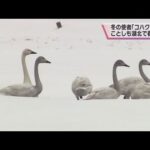 【冬の使者】コハクチョウが滋賀県高島市の水田に　冬を越すためロシア北部リベリアから飛来