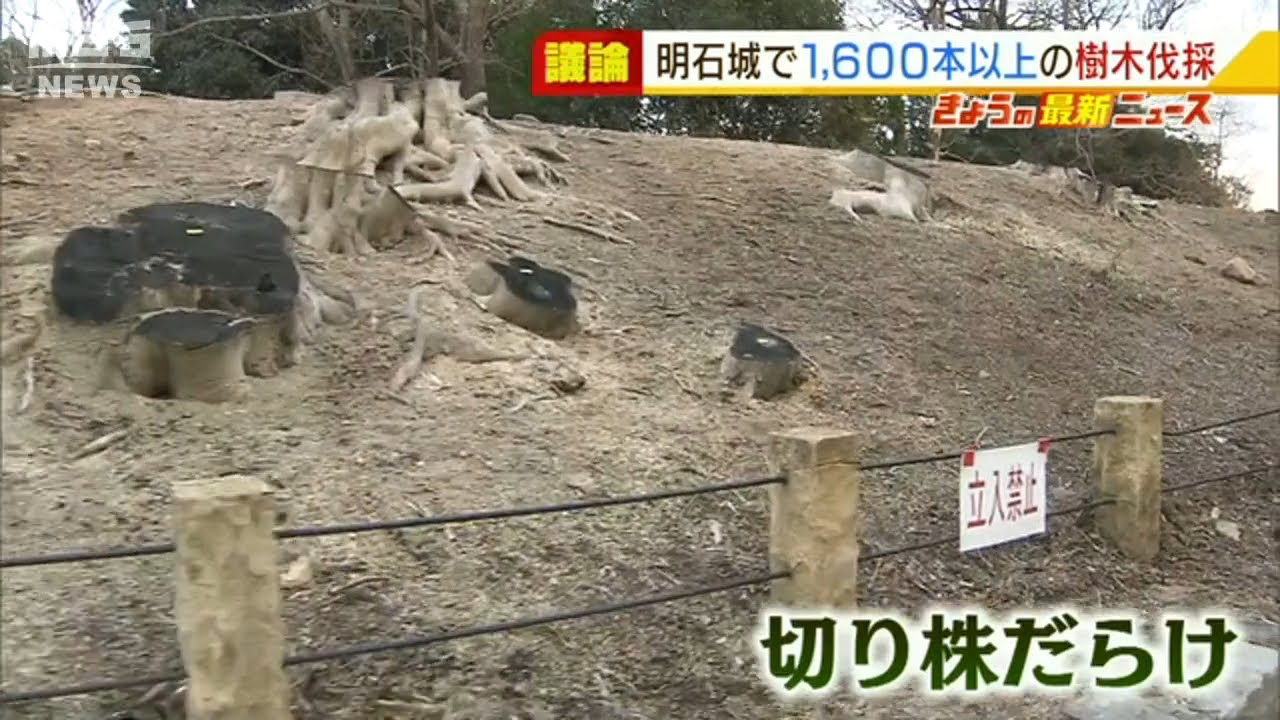 『木の根が城の石垣を崩壊』で県が進める「伐採計画」研究者や明石市長は見直し求める（2022年1月27日）