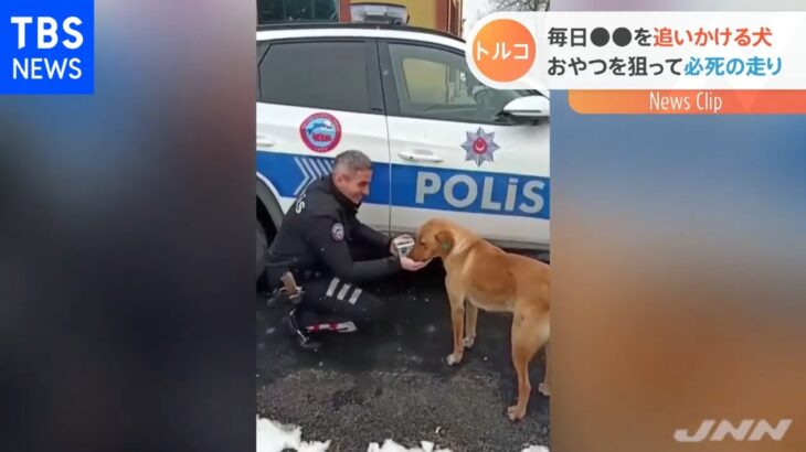 トルコでパトカーを見分けて追いかける犬が話題