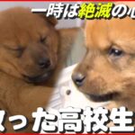 【犬】一時は絶滅も心配された“美濃柴犬”…そのピンチ救った高校生たち　岐阜　NNNセレクション