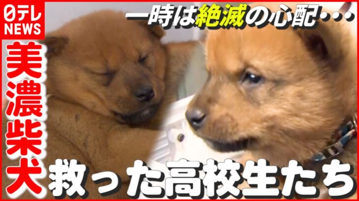 【犬】一時は絶滅も心配された“美濃柴犬”…そのピンチ救った高校生たち　岐阜　NNNセレクション