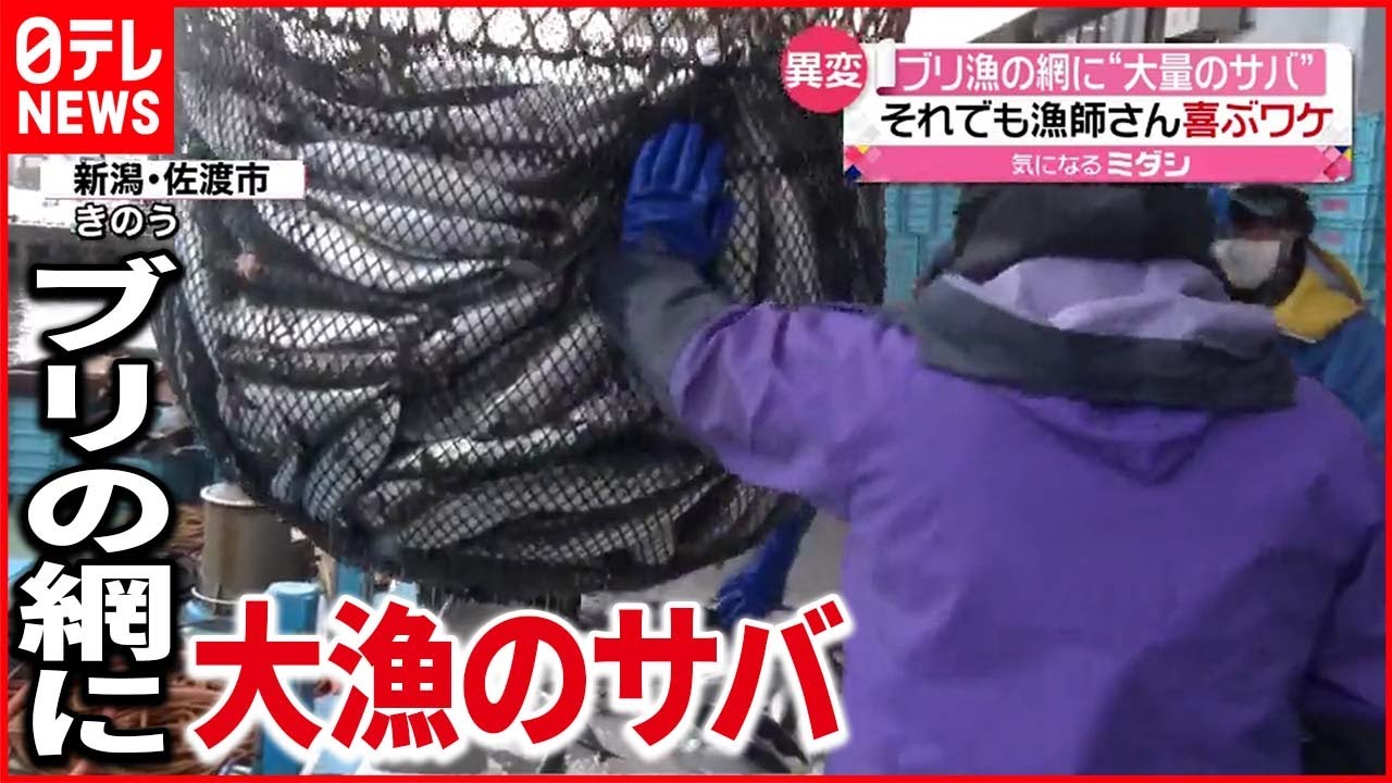【ナゼ?】”寒ブリ用”の定置網に”大量のサバ”… 新潟・佐渡市