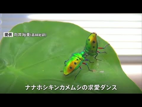 【世界初】カメムシの求愛ダンス発見 昆虫では異例のコミュニケーション