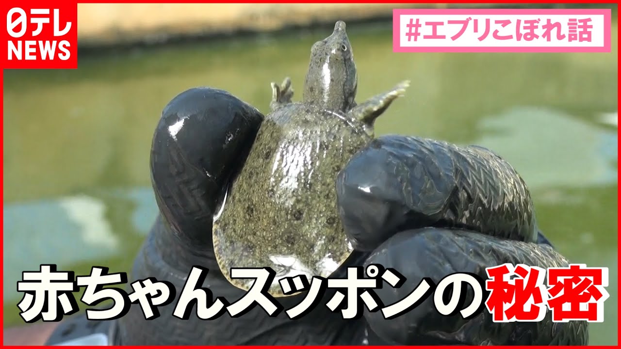 【沖縄】”日本一”のスッポン養殖場…赤ちゃんスッポン飼育の意外な秘密