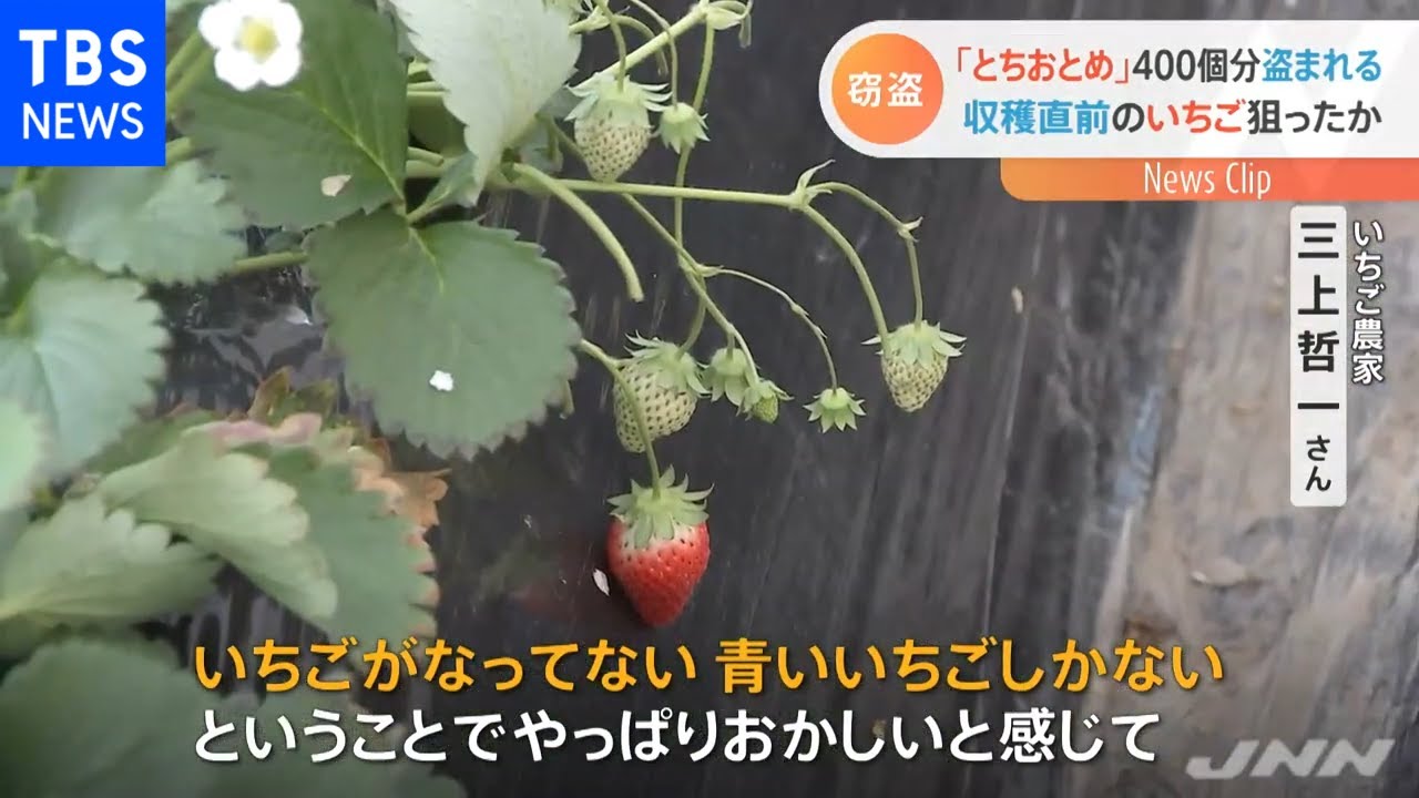 栃木のいちご農家で「とちおとめ」400パック分盗まれる 時価20万円相当