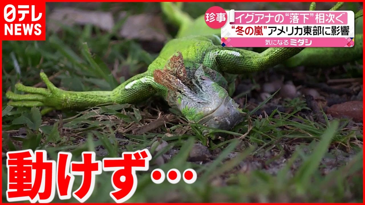 【イグアナ】木から落下し地面で硬直 そのワケは?