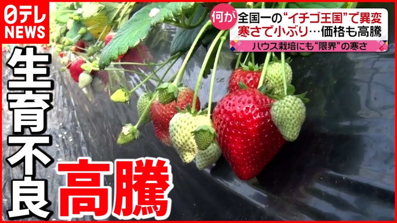 【イチゴ】寒さで生育不良”高騰”続く みかんやリンゴも…