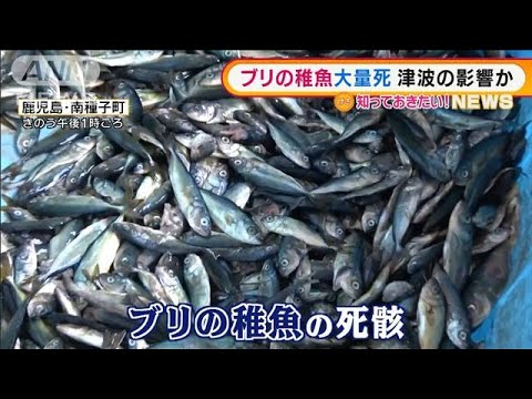 “津波”影響か・・・ブリ稚魚「7万匹変死」　被害額「3000万円」(2022年1月20日)