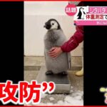【ジタバタ】赤ちゃんペンギンと飼育員が”攻防” 動画が話題に