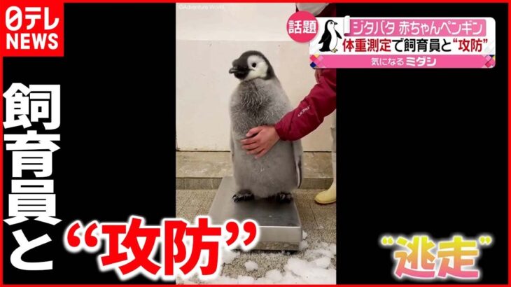 【ジタバタ】赤ちゃんペンギンと飼育員が”攻防” 動画が話題に