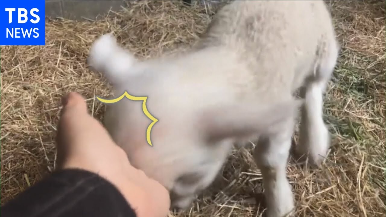 赤ちゃんヒツジが生後３日で覚えた必殺技【Nスタ】