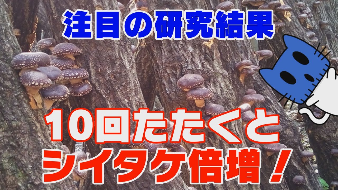 原木を10回たたくだけ！シイタケが倍増する方法。【マスクにゃんニュース】