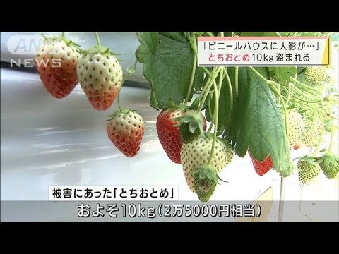 「とちおとめ」10kg盗まれる　栃木県内で被害相次ぐ(2022年2月6日)