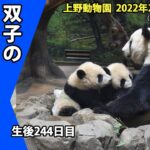 【最新映像】上野動物園の双子のパンダ　仲良く2頭並んでママのおっぱい飲んでます(2月21日撮影）