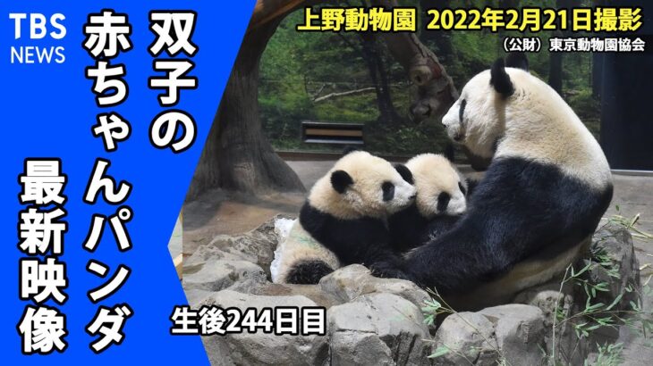 【最新映像】上野動物園の双子のパンダ　仲良く2頭並んでママのおっぱい飲んでます(2月21日撮影）