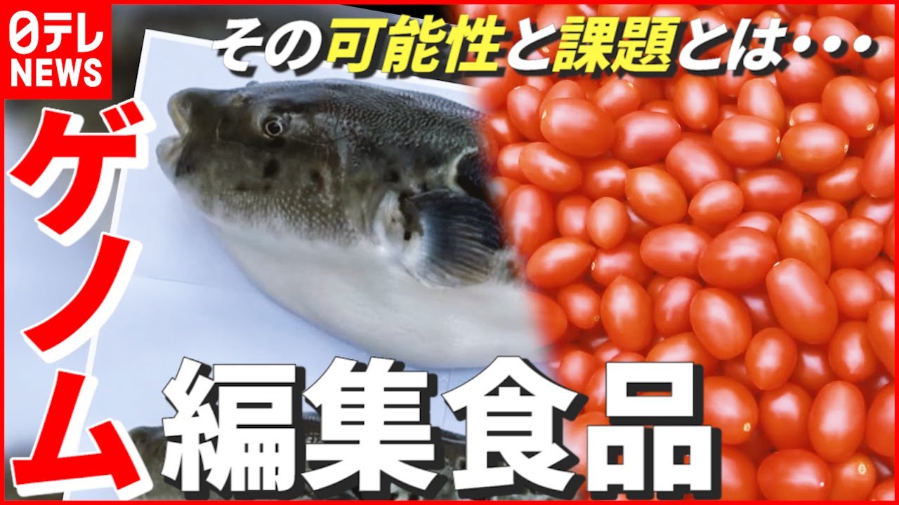 【ゲノム編集食品】“成長速度2倍”のフグに“血圧下げる効果5倍”のトマト…その可能性と課題とは? 大阪 NNNセレクション