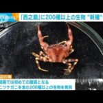 西之島で200種以上の生物確認　小笠原諸島初のカニも(2022年2月4日)