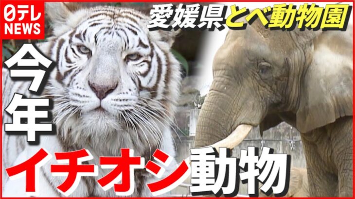 【動物】2022年イチオシ！ 日本でここだけ…“アフリカゾウ”の親子に寅年生まれの“ホワイトタイガー”も　愛媛　NNNセレクション
