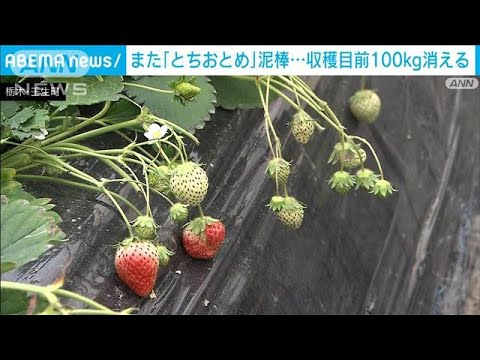 また収穫間近のいちご盗難　栃木で被害相次ぐ(2022年1月31日)