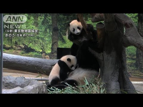 双子パンダ最新映像　静かな園内で親子3頭仲良く(2022年2月1日)